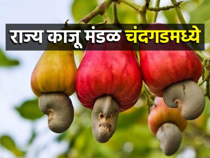 Approval of Divisional Office of Maharashtra State Cashew Board at Chandgad in Kolhapur | महाराष्ट्र राज्य काजू मंडळाच्या विभागीय कार्यालय कोल्हापूरातील चंदगड येथे मान्यता