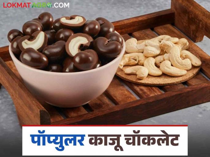 Kaju Chocolate Business : How is chocolate cashew made from cashew nuts? Learn Business Economics | Kaju Chocolate Business : काजूगरापासून चॉकलेट काजू कसा बनविला जातो? जाणून घ्या व्यवसाय अर्थशास्त्र
