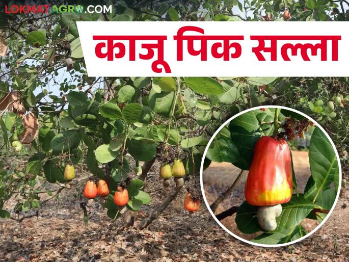 How to control pests in cashew crop? | काजू पिकातील कीड नियंत्रण कसे कराल? How to control pests in cashew crop? | काजू पिकातील कीड नियंत्रण कसे कराल?