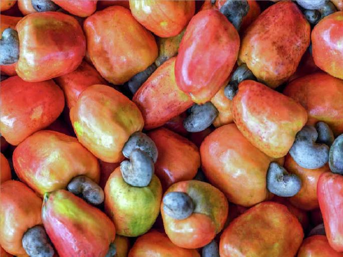 Ten thousand metric tons of bonds in Goa due to the negligence of the government | सरकारच्या दुर्लक्षामुळे दहा हजार मेट्रिक टन बोंडू गोव्यात, तत्कालीन सरकारने वाईन निर्मितीस परवानगी दिली पण.. Ten thousand metric tons of bonds in Goa due to the negligence of the government | सरकारच्या दुर्लक्षामुळे दहा हजार मेट्रिक टन बोंडू गोव्यात, तत्कालीन सरकारने वाईन निर्मितीस परवानगी दिली पण..