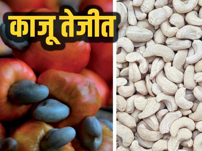 Kaju Bajar Bhav : Cashew nuts got the highest price this year for the first time in the last five years; Read in detail | Kaju Bajar Bhav : गेल्या पाच वर्षात प्रथमच यंदा काजूला मिळाला सर्वाधिक दर; वाचा सविस्तर Kaju Bajar Bhav : Cashew nuts got the highest price this year for the first time in the last five years; Read in detail | Kaju Bajar Bhav : गेल्या पाच वर्षात प्रथमच यंदा काजूला मिळाला सर्वाधिक दर; वाचा सविस्तर