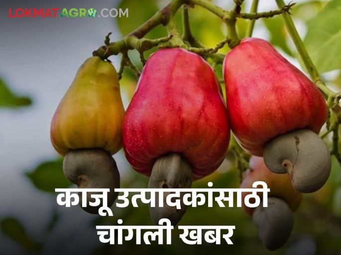Good news for cashew growers and processing industries; Brazilian technology for processing cashew nut juice | काजू उत्पादक व प्रक्रिया उद्योगांना गुड न्यूज; काजूबोंड रसावर प्रक्रिया करण्याकरिता ब्राझीलचे तंत्रज्ञान