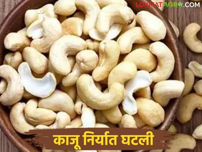 Latest News India's cashew export declined by how much percent in 15 years Read in detail | Kaju Niryat : 15 वर्षांत भारताची काजू निर्यात किती टक्क्यांनी घटली? वाचा सविस्तर  Latest News India's cashew export declined by how much percent in 15 years Read in detail | Kaju Niryat : 15 वर्षांत भारताची काजू निर्यात किती टक्क्यांनी घटली? वाचा सविस्तर