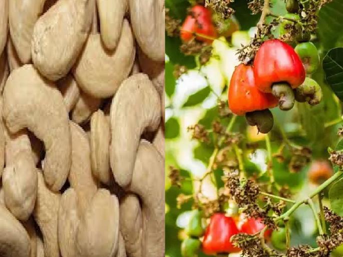 Fruit fly infestation on cashew crop after mango farmers worried | आंब्यापाठोपाठ काजू पिकावर फळमाशीचा प्रादुर्भाव, शेतकरी चिंताग्रस्त 