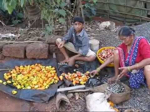 Due to the decision of the government, relief for cashew farmers and relief by Amit Awate | शासनाच्या निर्णयामुळे काजू शेतकऱ्यांना दिलासा, अमित आवटे यांची प्रतिक्रिया Due to the decision of the government, relief for cashew farmers and relief by Amit Awate | शासनाच्या निर्णयामुळे काजू शेतकऱ्यांना दिलासा, अमित आवटे यांची प्रतिक्रिया