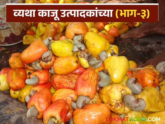 Millions of tons of cashew nuts are wasted due to lack of processing in Konkan; Big opportunity in the processing industry | कोकणात प्रक्रियेअभावी लाखो टन काजू बोंडे वाया; प्रक्रिया उद्योगात मोठी संधी Millions of tons of cashew nuts are wasted due to lack of processing in Konkan; Big opportunity in the processing industry | कोकणात प्रक्रियेअभावी लाखो टन काजू बोंडे वाया; प्रक्रिया उद्योगात मोठी संधी