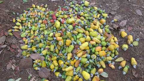 Construction of ethanol from Cashew Bonda in Konkan, started construction of first project | कोकणात काजू बोंडापासून इथेनॉल निर्मिती, पहिला प्रकल्प उभारण्याच्या हालचाली सुरु Construction of ethanol from Cashew Bonda in Konkan, started construction of first project | कोकणात काजू बोंडापासून इथेनॉल निर्मिती, पहिला प्रकल्प उभारण्याच्या हालचाली सुरु