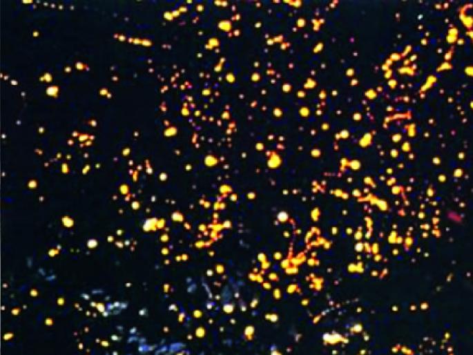 Festivals should not endanger the breeding season of fireflies, impose restrictions; Green Tribunal orders | महोत्सवामुळे काजव्यांच्या प्रजनन काळास धोका नको, निर्बंध घाला; हरित न्यायाधिकरणाचे आदेश Festivals should not endanger the breeding season of fireflies, impose restrictions; Green Tribunal orders | महोत्सवामुळे काजव्यांच्या प्रजनन काळास धोका नको, निर्बंध घाला; हरित न्यायाधिकरणाचे आदेश