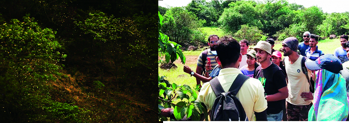 Let's ... 'Kajwa' illusion | चला... ‘काजवा’ भ्रमंतीला Let's ... 'Kajwa' illusion | चला... ‘काजवा’ भ्रमंतीला