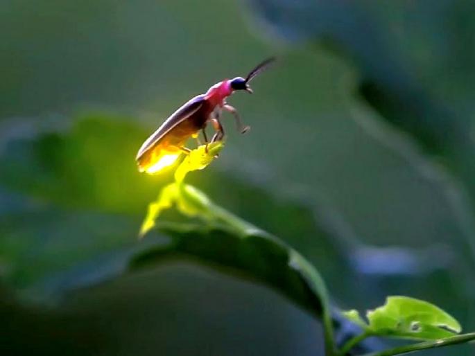 An opportunity for tourism tomorrow in the dense forest of Sahyadri | सह्याद्रीच्या घनदाट जंगलात उद्या 'काजवे' पर्यटनाची संधी; ४० फूट घेर, १०० फूट उंचीचा अजस्त्र वृक्षही दाखवला जाणार An opportunity for tourism tomorrow in the dense forest of Sahyadri | सह्याद्रीच्या घनदाट जंगलात उद्या 'काजवे' पर्यटनाची संधी; ४० फूट घेर, १०० फूट उंचीचा अजस्त्र वृक्षही दाखवला जाणार