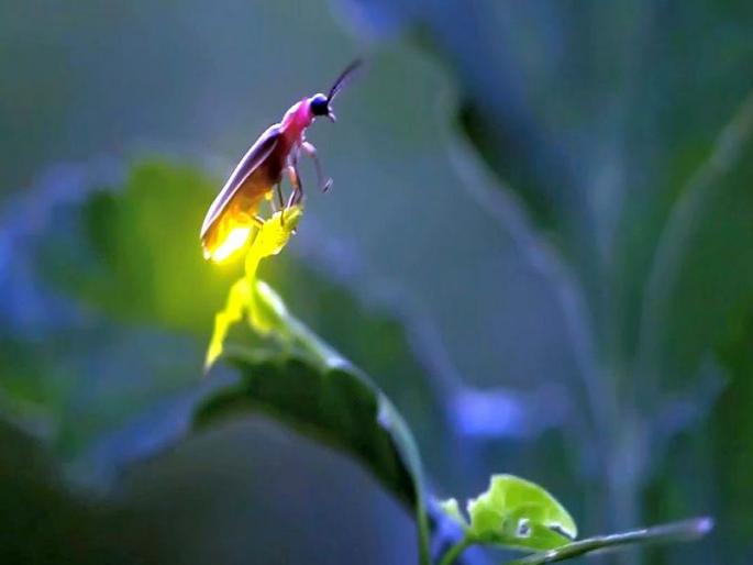 In Kalsubai-Harishchandragaad Wildlife Sanctuary; The decrease in the number of fungi | कळसूबाई-हरिश्चंद्रगड अभयारण्यात मान्सूनपुर्व सरी; काजव्यांचे प्रमाण घटले