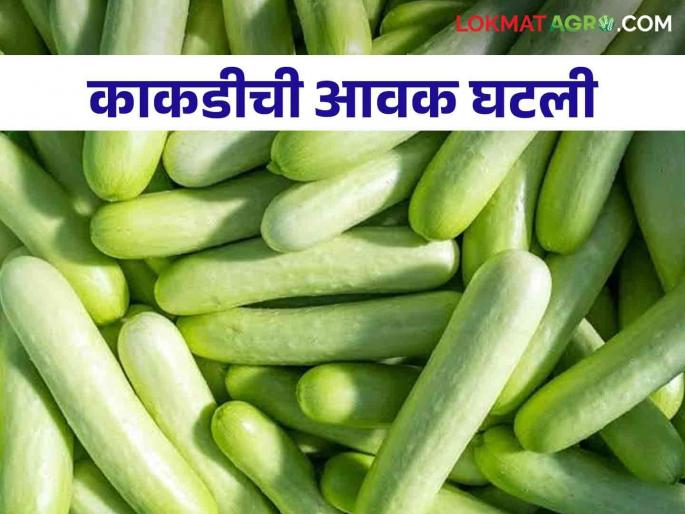 Cucumber Market: Cucumber inflow decreased; Read more about rate increase | Cucumber Market : काकडीची आवक घटली; दर वाढले वाचा सविस्तर Cucumber Market: Cucumber inflow decreased; Read more about rate increase | Cucumber Market : काकडीची आवक घटली; दर वाढले वाचा सविस्तर