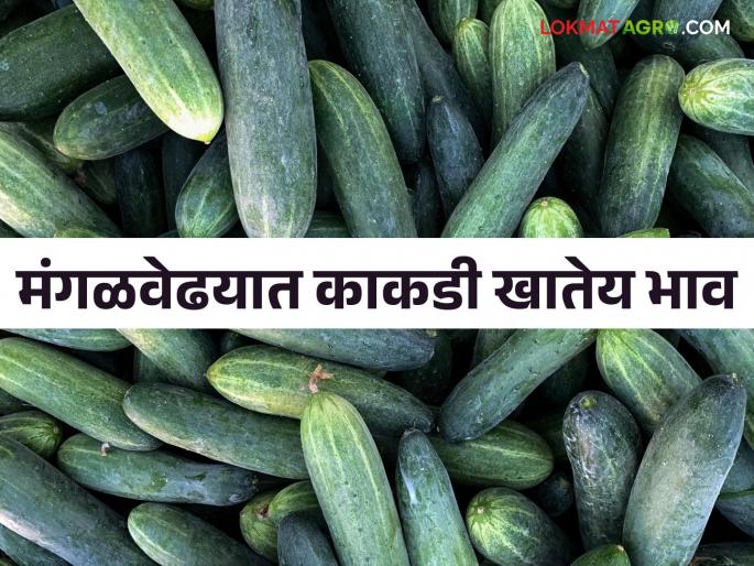 Cucumber Market: Highest import of cucumber in Pune | Cucumber Market : काकडीची सर्वाधिक आवक पुण्यात Cucumber Market: Highest import of cucumber in Pune | Cucumber Market : काकडीची सर्वाधिक आवक पुण्यात