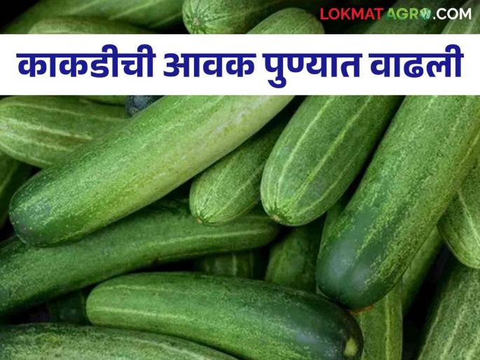Cucumber Market: What is the price of cucumber? | Cucumber Market : काकडीचा काय भाव? Cucumber Market: What is the price of cucumber? | Cucumber Market : काकडीचा काय भाव?