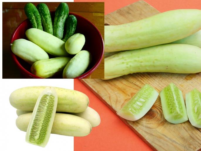 how to buy, eat and store cucumber, If cucumber becomes bitter, should it be eaten or not? Important things when buying and eating cucumbers | काकडी कडू लागली तर खावी की नाही? काकडी विकत घेताना आणि खाताना विसरु नयेत काही गोष्टी