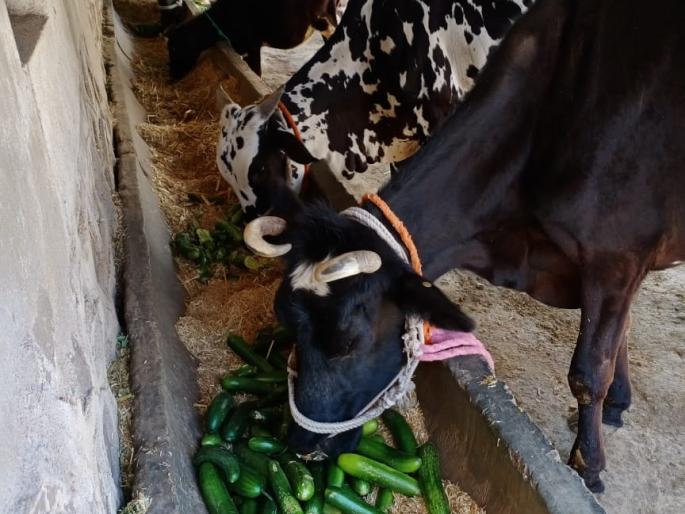 Locked water caused farmers' hopes | लॉकडाऊनमुळे शेतक-याच्या आशेवर फिरले पाणी