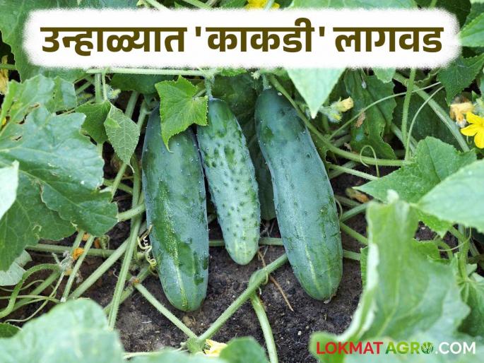 Kakadi Lagwad : Short-duration cucumber crop is profitable in the summer season; How to plant it | Kakadi Lagwad : उन्हाळी हंगामात कमी कालावधीचं काकडी पिक ठरतंय फायदेशीर; कशी कराल लागवड Kakadi Lagwad : Short-duration cucumber crop is profitable in the summer season; How to plant it | Kakadi Lagwad : उन्हाळी हंगामात कमी कालावधीचं काकडी पिक ठरतंय फायदेशीर; कशी कराल लागवड