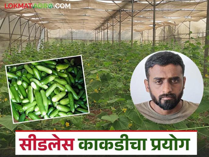 Seedless cucumber experiment, Farmer Chandrakant makes a profit of lakhs in two months; Read in detail | सीडलेस काकडीचा प्रयोग; दोन महिन्यात शेतकरी चंद्रकांत यांना लाखांवर नफा; वाचा सविस्तर Seedless cucumber experiment, Farmer Chandrakant makes a profit of lakhs in two months; Read in detail | सीडलेस काकडीचा प्रयोग; दोन महिन्यात शेतकरी चंद्रकांत यांना लाखांवर नफा; वाचा सविस्तर