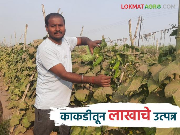 Farmer Success Story : Cucumbers were planted after tomatoes, saving on production costs; 18 tons produced in 25 guntha | Farmer Success Story : उत्पादन खर्चात बचत करत टोमॅटोनंतर केली काकडीची लागवड; २५ गुंठ्यात १८ टन उत्पादन Farmer Success Story : Cucumbers were planted after tomatoes, saving on production costs; 18 tons produced in 25 guntha | Farmer Success Story : उत्पादन खर्चात बचत करत टोमॅटोनंतर केली काकडीची लागवड; २५ गुंठ्यात १८ टन उत्पादन