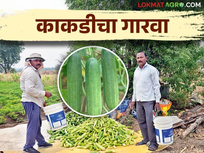 Summer cucumber gave economic boost to Nimsakhar farmer nandkumar | उन्हाळी काकडीने निमसाखरच्या शेतकऱ्याला दिला आर्थिक गारवा Summer cucumber gave economic boost to Nimsakhar farmer nandkumar | उन्हाळी काकडीने निमसाखरच्या शेतकऱ्याला दिला आर्थिक गारवा