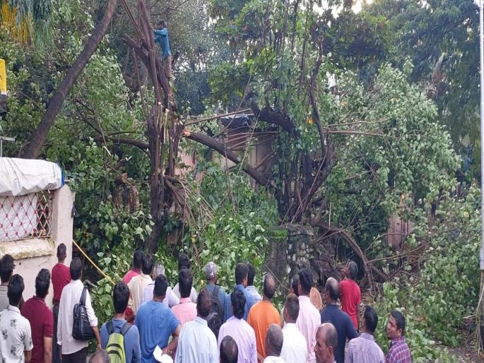Unfortunately! The tree that helped to fill the stomach; that tree took life | दुर्दैवी! ज्या झाडाने पोटाची खळगी भरण्यास साथ दिली; त्यानेच घेतला जीव Unfortunately! The tree that helped to fill the stomach; that tree took life | दुर्दैवी! ज्या झाडाने पोटाची खळगी भरण्यास साथ दिली; त्यानेच घेतला जीव