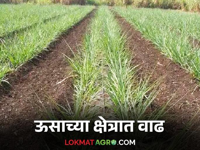 Sugarcane cultivation : Tendency towards sugarcane cultivation in Kalamba taluka | sugarcane cultivation : कळंब तालुक्यात शेतकऱ्यांचा चित्र-रोपांची लागवड करण्याकडे कल वाढला Sugarcane cultivation : Tendency towards sugarcane cultivation in Kalamba taluka | sugarcane cultivation : कळंब तालुक्यात शेतकऱ्यांचा चित्र-रोपांची लागवड करण्याकडे कल वाढला