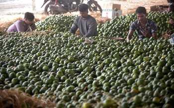 The arrival of oranges and sweet oranges increased in Kalamanya | कळमन्यात संत्रा आणि मोसंबीची आवक वाढली The arrival of oranges and sweet oranges increased in Kalamanya | कळमन्यात संत्रा आणि मोसंबीची आवक वाढली
