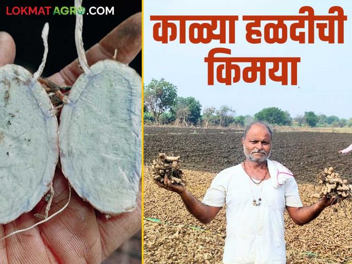Farmer Success Story: latest news Read Ghodekar's successful experiment with black turmeric, not yellow, in detail | Farmer Success Story: पिवळ्या नव्हे काळ्या हळदीचा घोडेकर यांचा यशस्वी प्रयोग वाचा सविस्तर Farmer Success Story: latest news Read Ghodekar's successful experiment with black turmeric, not yellow, in detail | Farmer Success Story: पिवळ्या नव्हे काळ्या हळदीचा घोडेकर यांचा यशस्वी प्रयोग वाचा सविस्तर
