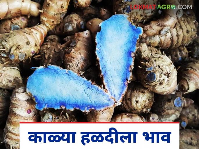 Halad Market: latest news Halad crosses 14,000 quintal arrival in the washim market read in details | Halad Market: रखरखत्या उन्हात हळदीने १४ हजार क्विंटलचा टप्पा ओलांडला; वाचा सविस्तर Halad Market: latest news Halad crosses 14,000 quintal arrival in the washim market read in details | Halad Market: रखरखत्या उन्हात हळदीने १४ हजार क्विंटलचा टप्पा ओलांडला; वाचा सविस्तर