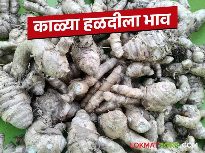 Black Turmeric Market: latest news How black turmeric found its way to Washim market, read the details | Black Turmeric Market: काळ्या हळदीला वाशिम बाजार कसा मिळाला दर ते वाचा सविस्तर Black Turmeric Market: latest news How black turmeric found its way to Washim market, read the details | Black Turmeric Market: काळ्या हळदीला वाशिम बाजार कसा मिळाला दर ते वाचा सविस्तर