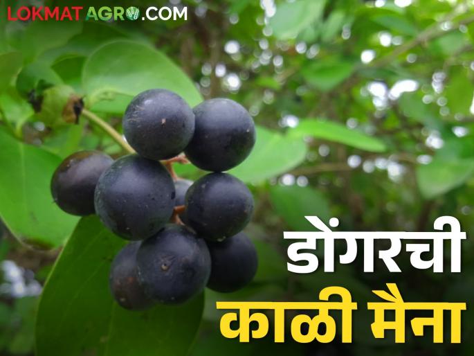 Earn more profit from commercial cultivation by cultivating multi-purpose karvanda | बहुगुणी करवंदाचे संवर्धन करत व्यावसायिक लागवडीतून कमवा अधिकचा नफा