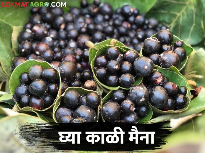 In summer, the healthy karonda fruit get good market price | उन्हाळ्यात आरोग्यदायी डोंगराची काळी मैना खातेय भाव