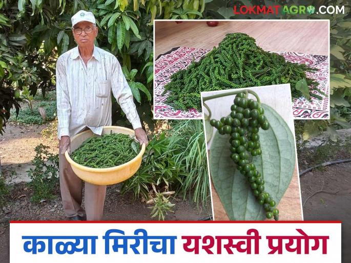 Black pepper from Konkan blooms in Akole farmer field; Two vines yield 10 kg of black pepper | कोकणातील मसाल्याची राणी बहरली अकोलेच्या शेतात; दोन वेलीला निघाली तब्बल १० किलो मिरी