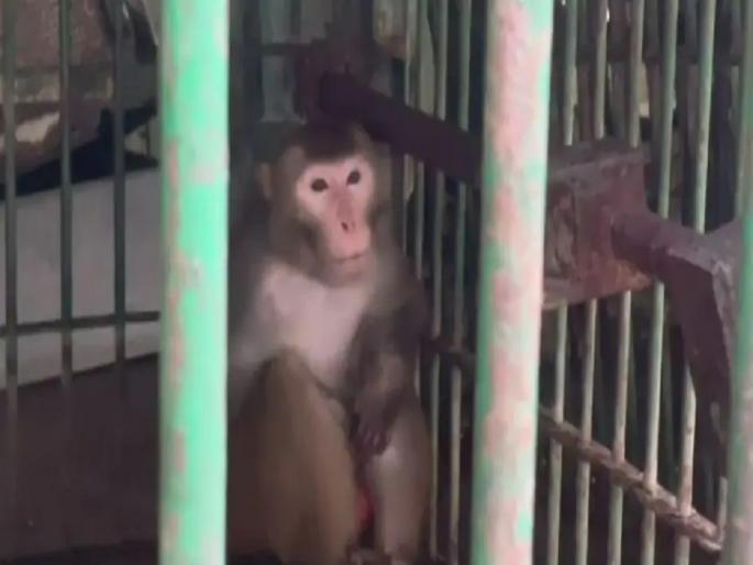 Monkeys strange gestures to women; Love of liquor and non-veg, monkey sentenced to 'life imprisonment' | महिलांना विचित्र हातवारे; दारु आणि नॉनव्हेजची आवड, माकडाला 'आजीवन कारावास'ची शिक्षा Monkeys strange gestures to women; Love of liquor and non-veg, monkey sentenced to 'life imprisonment' | महिलांना विचित्र हातवारे; दारु आणि नॉनव्हेजची आवड, माकडाला 'आजीवन कारावास'ची शिक्षा