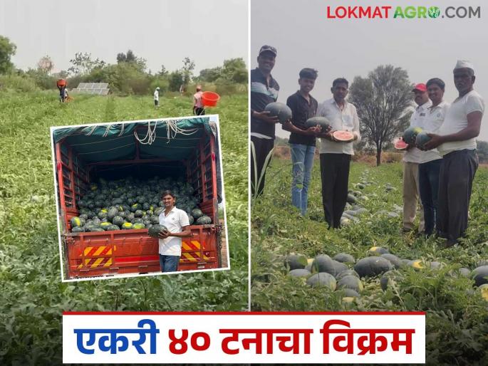 Young farmer from Khor sets record in watermelon production; Successful experiment with chilli as an intercrop | खोरच्या युवा शेतकऱ्याचा कलिंगड उत्पादनात विक्रम; आंतरपीक म्हणून मिरचीचा यशस्वी प्रयोग Young farmer from Khor sets record in watermelon production; Successful experiment with chilli as an intercrop | खोरच्या युवा शेतकऱ्याचा कलिंगड उत्पादनात विक्रम; आंतरपीक म्हणून मिरचीचा यशस्वी प्रयोग