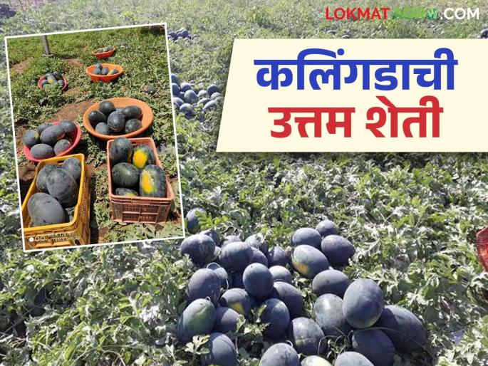 Latest News Kalingad sheti Market study, proper planning, income of lakhs from watermelon farming | Kalingad Farming : बाजाराचा अभ्यास, योग्य नियोजन, कलिंगडाच्या शेतीतून लाखोंचे उत्पन्न, वाचा सविस्तर  Latest News Kalingad sheti Market study, proper planning, income of lakhs from watermelon farming | Kalingad Farming : बाजाराचा अभ्यास, योग्य नियोजन, कलिंगडाच्या शेतीतून लाखोंचे उत्पन्न, वाचा सविस्तर