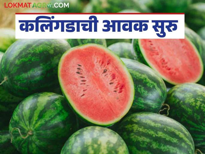 Kalingad Bazaar Bhav : 62 quintals of water melon arrived in Solapur Market Committee; How is the price being obtained? | Kalingad Bajar Bhav : सोलापूर बाजार समितीत ६२ क्विंटल कलिंगडाची आवक; कसा मिळतोय दर
