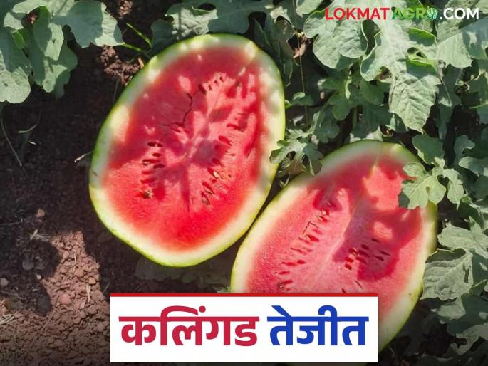 As summer heats up, demand for watermelons also increases; How are prices being obtained in Vashi market? | उन्हाळा वाढल्यामुळे कलिंगडाच्या मागणीतही वाढ; वाशी मार्केटमध्ये कसा मिळतोय दर? As summer heats up, demand for watermelons also increases; How are prices being obtained in Vashi market? | उन्हाळा वाढल्यामुळे कलिंगडाच्या मागणीतही वाढ; वाशी मार्केटमध्ये कसा मिळतोय दर?