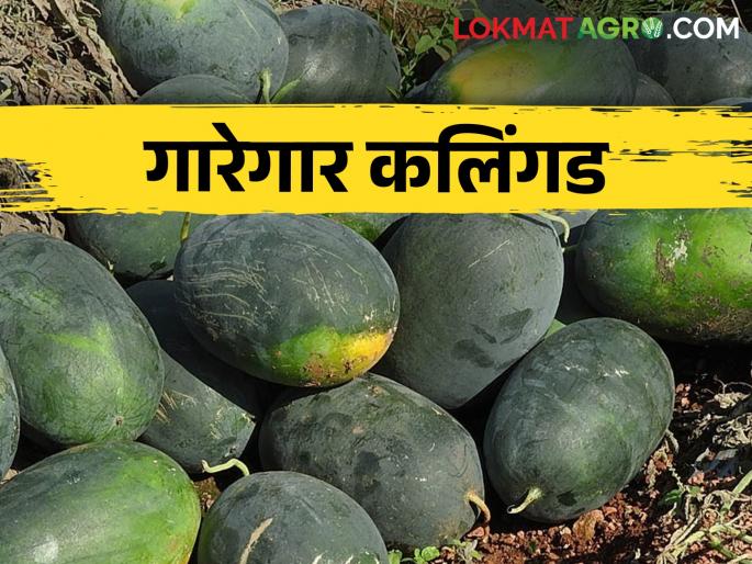 The demand for watermelon increased during the heat of summer; flow is increasing, how is the market price getting? | उन्हाच्या तडाखा कलिंगडाची मागणी; आवक वाढतेय कसा मिळतोय बाजारभाव The demand for watermelon increased during the heat of summer; flow is increasing, how is the market price getting? | उन्हाच्या तडाखा कलिंगडाची मागणी; आवक वाढतेय कसा मिळतोय बाजारभाव