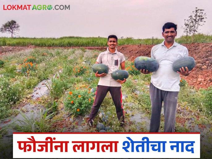 After retired army farmer is earning more profit than jobs and businesses; 1 acre of watermelon earns Rs 3 lakh | नोकरी अन् व्यवसायापेक्षाही अधिक नफा कमवून देतेय फौजींची शेती; १ एकर कलिंगडातून ३ लाखांची कमाई After retired army farmer is earning more profit than jobs and businesses; 1 acre of watermelon earns Rs 3 lakh | नोकरी अन् व्यवसायापेक्षाही अधिक नफा कमवून देतेय फौजींची शेती; १ एकर कलिंगडातून ३ लाखांची कमाई