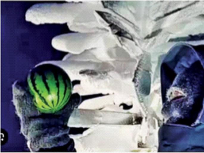 What do you say! Kalingad grown in the coldest place | काय सांगता! सर्वांत थंड ठिकाणी उगवले कलिंगड; अंटार्क्टिकामध्ये प्रयोग यशस्वी What do you say! Kalingad grown in the coldest place | काय सांगता! सर्वांत थंड ठिकाणी उगवले कलिंगड; अंटार्क्टिकामध्ये प्रयोग यशस्वी