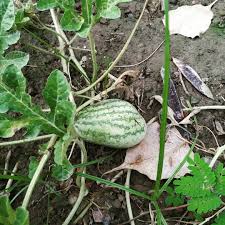 Corona's blow; The farmer reached the village by paying Rs | कोरोनाचा फटका; अडत्यालाच ९०० रुपये देऊन त्या शेतकºयाने गाठले गाव Corona's blow; The farmer reached the village by paying Rs | कोरोनाचा फटका; अडत्यालाच ९०० रुपये देऊन त्या शेतकºयाने गाठले गाव