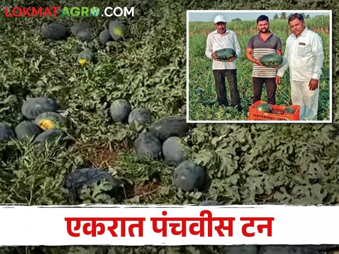 kale farmers son watermelon farming export agri produce to Dubai | बाप लेकाची कलिंगड शेती; गाजतीय दुबईच्या मार्केट दरबारी kale farmers son watermelon farming export agri produce to Dubai | बाप लेकाची कलिंगड शेती; गाजतीय दुबईच्या मार्केट दरबारी