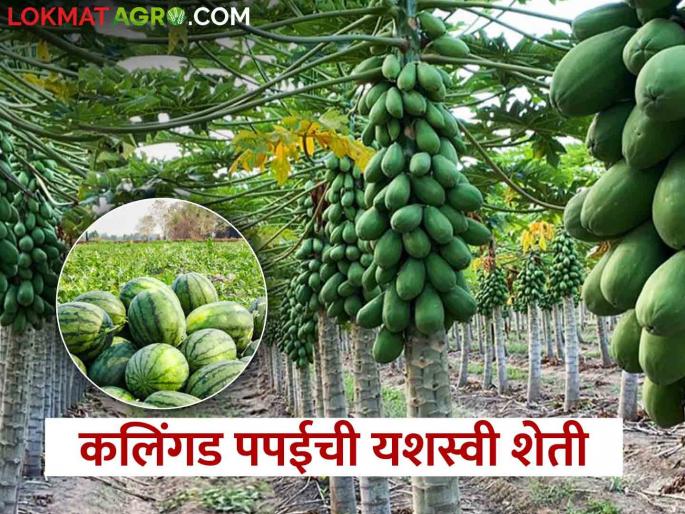 Latest News Successful experiment of fish farming with papaya farming by graduate farmer of jalgaon | Success Story : पदवीधर युवा शेतकऱ्याची कमाल, कलिंगड, पपई शेतीसह मत्स्यशेतीचा यशस्वी प्रयोग  Latest News Successful experiment of fish farming with papaya farming by graduate farmer of jalgaon | Success Story : पदवीधर युवा शेतकऱ्याची कमाल, कलिंगड, पपई शेतीसह मत्स्यशेतीचा यशस्वी प्रयोग