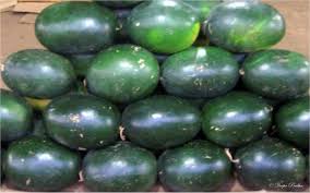 Demand for the state of Kalinga, from Bhima-Seena Kho; The rate is constant ... | भीमा-सीना खोºयातल्या कलिंगडाला राज्यात मागणी; दर मात्र स्थिरच...