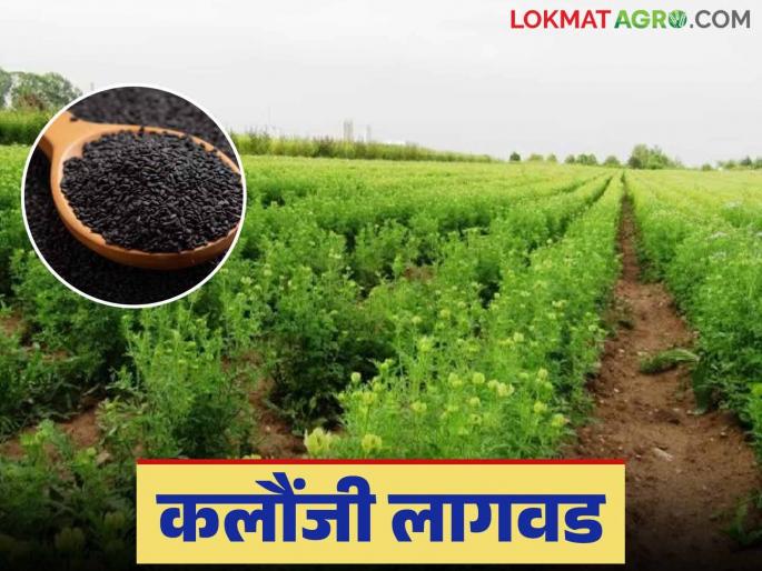 Kalaunjee cultivation: Kalaunjee cultivation done in Washim | kalaunjee cultivation : वाशिममध्ये झाली कलौंजीची लागवड Kalaunjee cultivation: Kalaunjee cultivation done in Washim | kalaunjee cultivation : वाशिममध्ये झाली कलौंजीची लागवड
