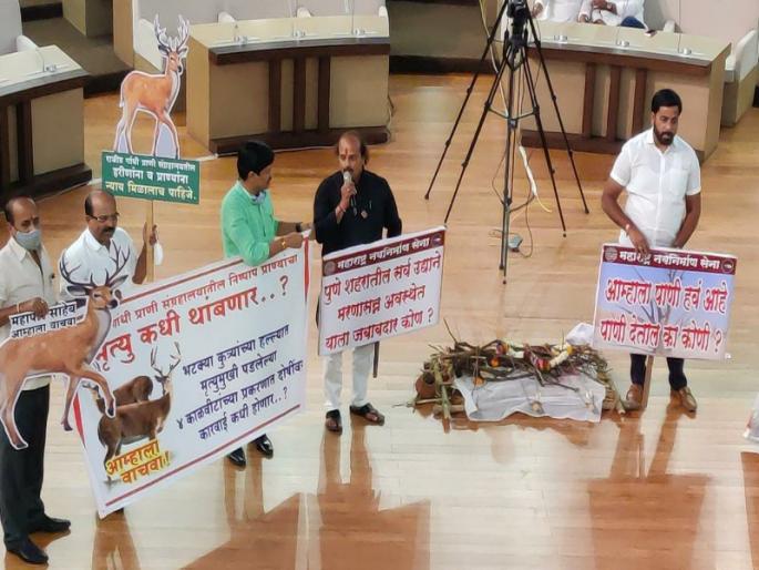 ... MNS brought deer antelope procession in Pune Municipal Corporation Hall | ... अन् मनसेने पुणे महापालिका सभागृहात आणली काळविटाची प्रेतयात्रा ... MNS brought deer antelope procession in Pune Municipal Corporation Hall | ... अन् मनसेने पुणे महापालिका सभागृहात आणली काळविटाची प्रेतयात्रा