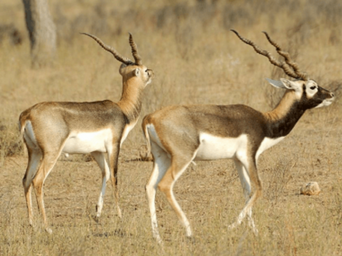 blackbuck life in dangerzone from road accident , increasing civilization effect | काळविटांच्या जिवाला अपघाताचा धोका , वाढत्या नागरीकरणाचा परिणाम