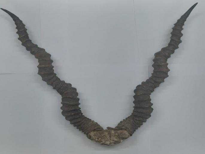 Youth arrested for smuggling of blackbuck | काळविटाच्या शिंगाची तस्करी करणाऱ्या तरुणाला अटक Youth arrested for smuggling of blackbuck | काळविटाच्या शिंगाची तस्करी करणाऱ्या तरुणाला अटक