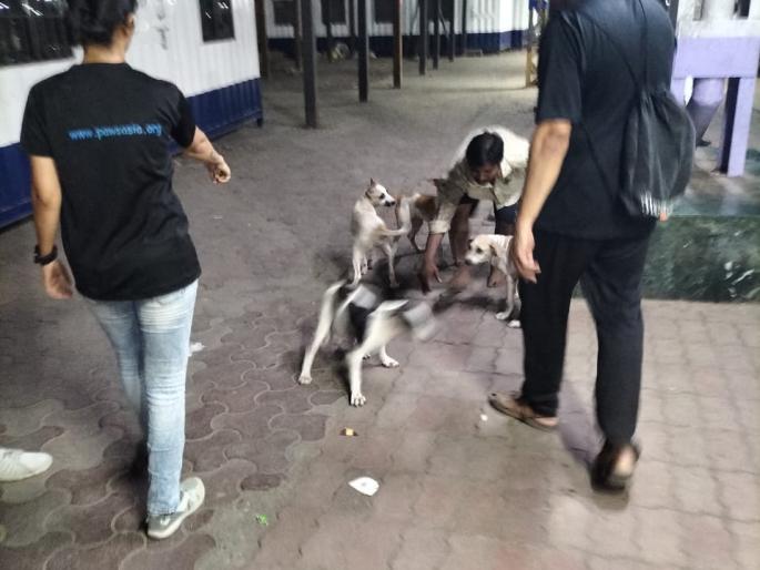 unique vaccination campaign of 30 dogs at a railway station | रेल्वे स्थानकात ३० कुत्र्यांची अनोखी लसीकरण मोहीम unique vaccination campaign of 30 dogs at a railway station | रेल्वे स्थानकात ३० कुत्र्यांची अनोखी लसीकरण मोहीम